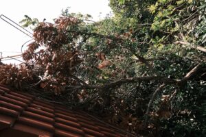 The Impact of Overhanging Trees on Your Roof